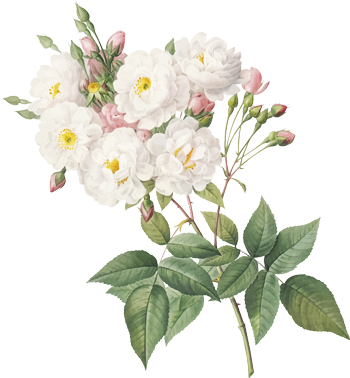 主題花束 Bouquet | Rbc's Flower 舞緣花社 主題花束 Bouquet | Rbc's Flower 舞緣花社